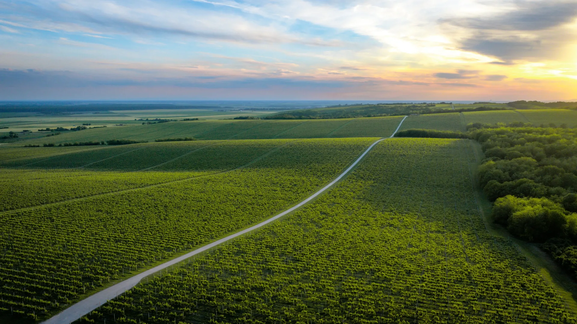 Tour d1 belje winery